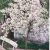 1988 avril pommiers en fleurs