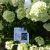   Hydrangeea paniculata - La pépite d'automne