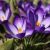 crocus