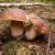 Boletus édulis Cèpe de Bordeaux 2