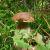 Boletus édulis Cèpe de Bordeaux