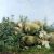 Palizzi - Moutons dans les Chardons